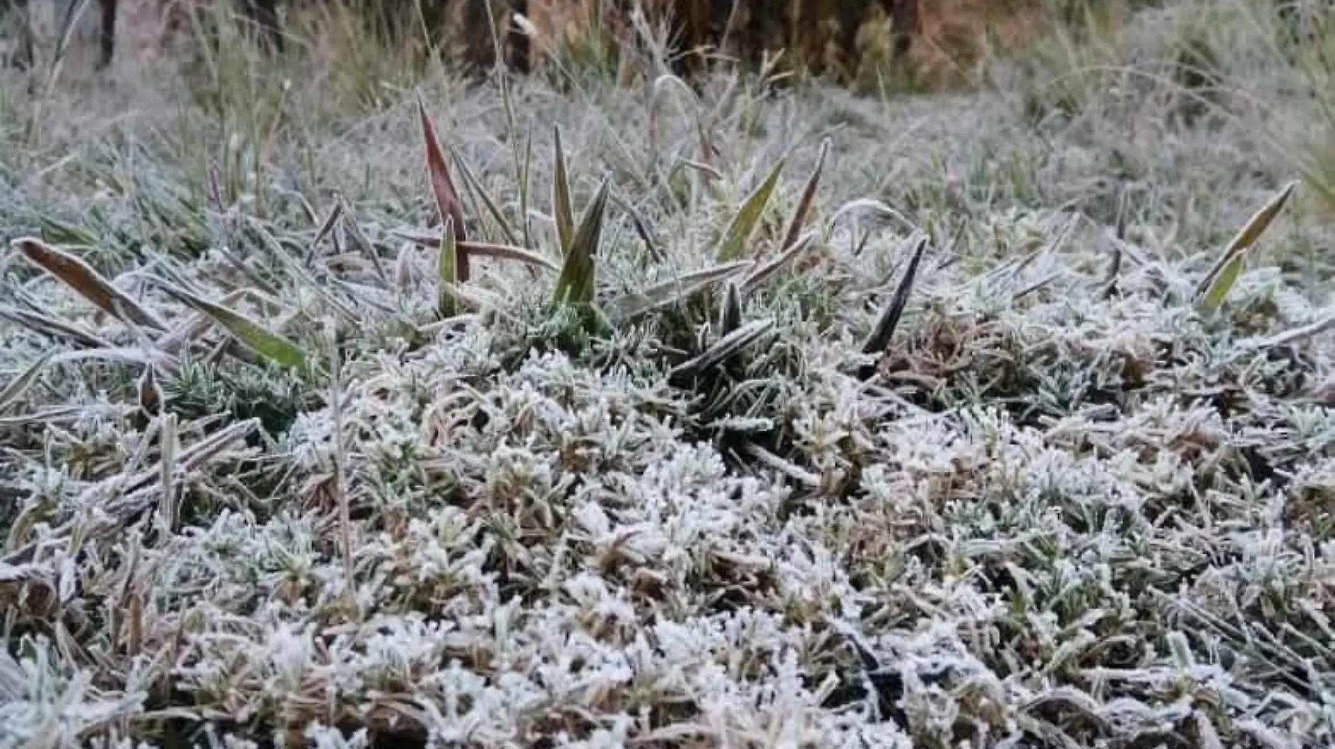 frio guerrero1